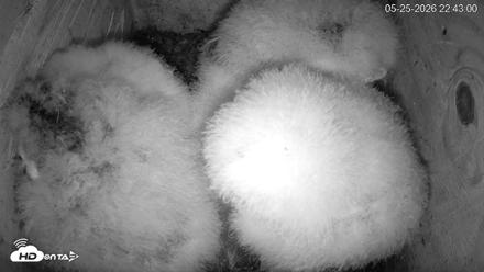 North Carolina Barn Owls Live Cam - May 25, 2026, 10:44pm EDT