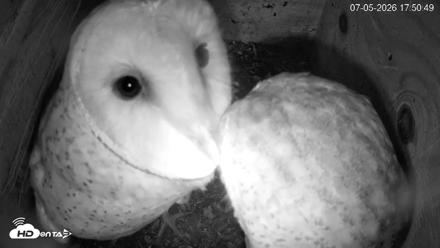 North Carolina Barn Owls Live Cam - Jul 5, 2026, 5:51pm EDT
