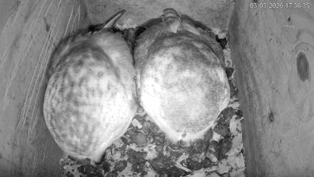 North Carolina Barn Owls Live Cam - Mar 3, 2026, 5:37pm EST
