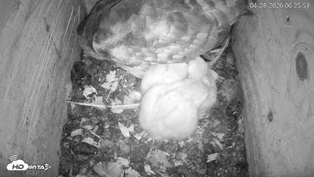 North Carolina Barn Owls Live Cam - Apr 28, 2026, 6:26am EDT