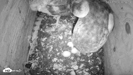 North Carolina Barn Owls Live Cam - Apr 11, 2026, 4:57pm EDT