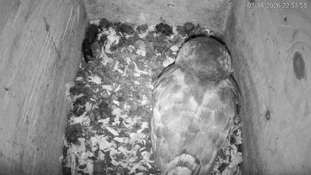 North Carolina Barn Owls Live Cam - Mar 18, 2026, 10:54pm EDT