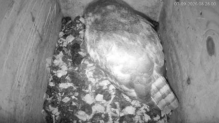 North Carolina Barn Owls Live Cam - Mar 9, 2026, 8:28am EDT