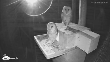 North Carolina Barn Owls Live Cam - Jul 5, 2026, 11:16pm EDT