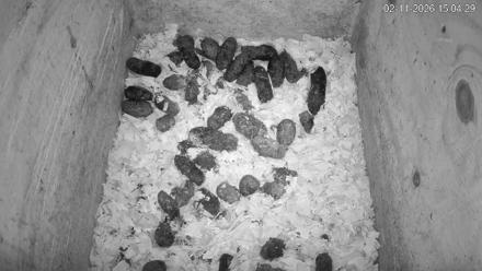 North Carolina Barn Owls Live Cam - Feb 11, 2026, 3:05pm EST