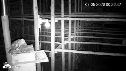 North Carolina Barn Owls Live Cam - Jul 5, 2026, 12:27am EDT