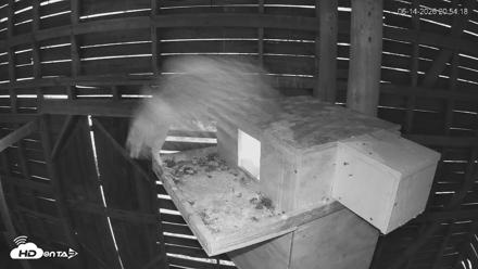 North Carolina Barn Owls Live Cam - Jun 14, 2026, 8:59pm EDT
