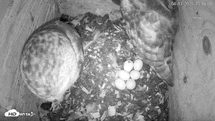 North Carolina Barn Owls Live Cam - Apr 11, 2026, 3:10pm EDT