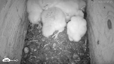 North Carolina Barn Owls Live Cam - May 13, 2026, 2:08am EDT