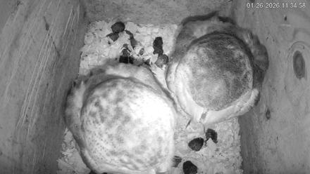 North Carolina Barn Owls Live Cam - Jan 26, 2026, 11:35am EST
