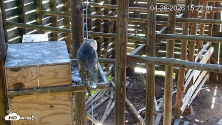 North Carolina Barn Owls Live Cam - Apr 26, 2026, 3:22pm EDT