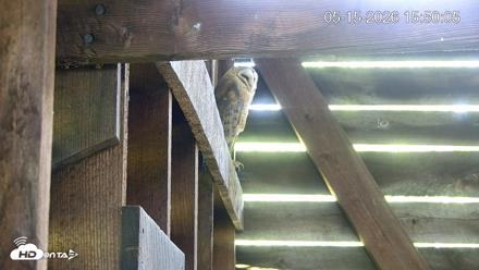 North Carolina Barn Owls Live Cam - May 15, 2026, 3:50pm EDT