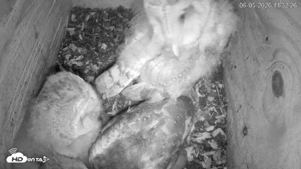 North Carolina Barn Owls Live Cam - Jun 5, 2026, 11:33am EDT