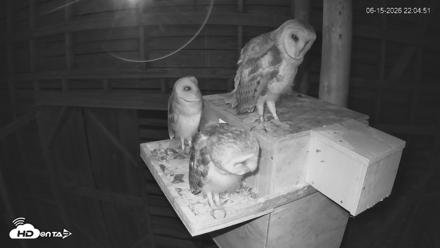 North Carolina Barn Owls Live Cam - Jun 15, 2026, 10:07pm EDT