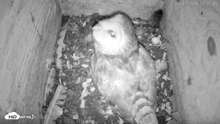 North Carolina Barn Owls Live Cam - Apr 13, 2026, 9:56pm EDT