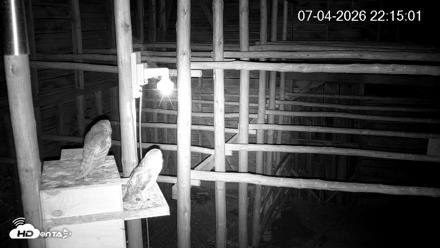 North Carolina Barn Owls Live Cam - Jul 4, 2026, 10:15pm EDT