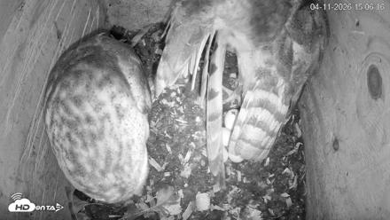 North Carolina Barn Owls Live Cam - Apr 11, 2026, 3:07pm EDT