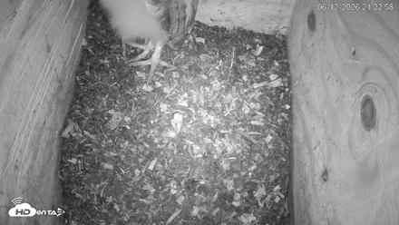 North Carolina Barn Owls Live Cam - Jun 12, 2026, 9:23pm EDT