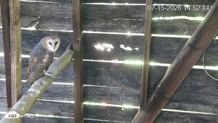 North Carolina Barn Owls Live Cam - Jul 15, 2026, 2:52pm EDT