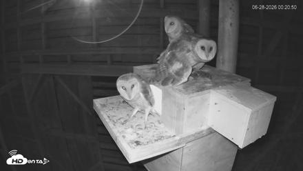 North Carolina Barn Owls Live Cam - Jun 28, 2026, 12:21am EDT