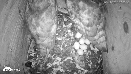 North Carolina Barn Owls Live Cam - Apr 11, 2026, 7:36am EDT