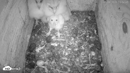 North Carolina Barn Owls Live Cam - May 8, 2026, 9:05pm EDT