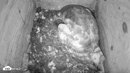 North Carolina Barn Owls Live Cam - Apr 23, 2026, 1:45pm EDT