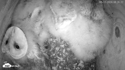 North Carolina Barn Owls Live Cam - May 31, 2026, 8:27am EDT
