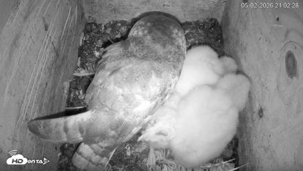 North Carolina Barn Owls Live Cam - May 2, 2026, 9:03pm EDT