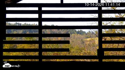 North Carolina Barn Owls Live Cam - Oct 14, 2026, 11:41am EDT