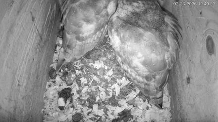 North Carolina Barn Owls Live Cam - Feb 23, 2026, 12:40pm EST