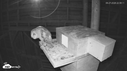 North Carolina Barn Owls Live Cam - Jun 27, 2026, 10:09pm EDT