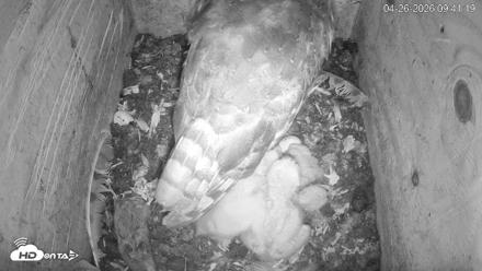 North Carolina Barn Owls Live Cam - Apr 26, 2026, 9:41am EDT