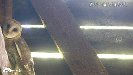 North Carolina Barn Owls Live Cam - Jul 17, 2026, 2:27pm EDT