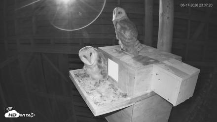 North Carolina Barn Owls Live Cam - Jun 17, 2026, 11:38pm EDT