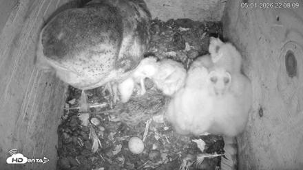North Carolina Barn Owls Live Cam - May 1, 2026, 10:10pm EDT