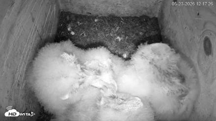 North Carolina Barn Owls Live Cam - May 23, 2026, 12:19pm EDT