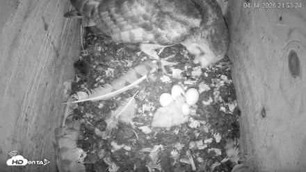 North Carolina Barn Owls Live Cam - Apr 14, 2026, 9:54pm EDT