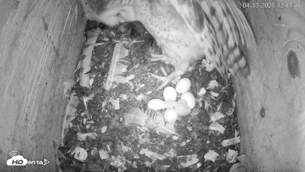 North Carolina Barn Owls Live Cam - Apr 13, 2026, 12:14pm EDT