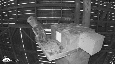 North Carolina Barn Owls Live Cam - Jun 22, 2026, 8:44pm EDT