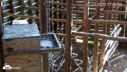 North Carolina Barn Owls Live Cam - Apr 24, 2026, 5:45pm EDT