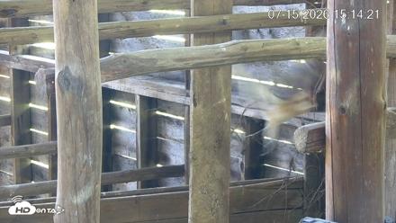 North Carolina Barn Owls Live Cam - Jul 15, 2026, 3:14pm EDT