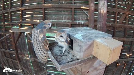 North Carolina Barn Owls Live Cam - Jun 15, 2026, 8:26pm EDT