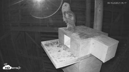 North Carolina Barn Owls Live Cam - Jun 15, 2026, 9:36pm EDT
