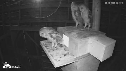 North Carolina Barn Owls Live Cam - Jun 16, 2026, 5:50am EDT
