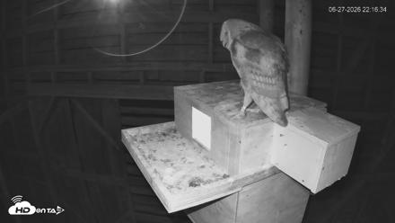 North Carolina Barn Owls Live Cam - Jun 27, 2026, 10:17pm EDT