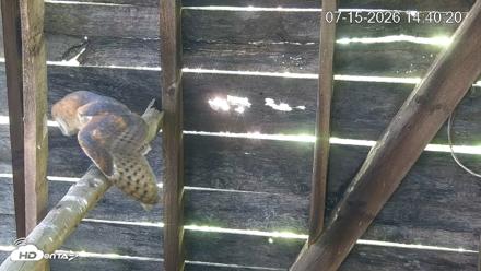 North Carolina Barn Owls Live Cam - Jul 15, 2026, 2:41pm EDT