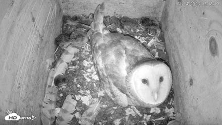 North Carolina Barn Owls Live Cam - Apr 14, 2026, 1:19pm EDT