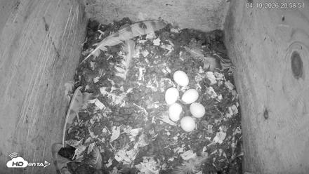 North Carolina Barn Owls Live Cam - Apr 10, 2026, 8:59pm EDT