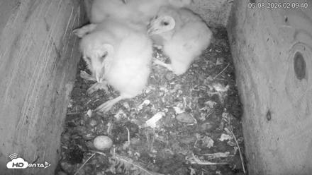 North Carolina Barn Owls Live Cam - May 8, 2026, 2:10am EDT